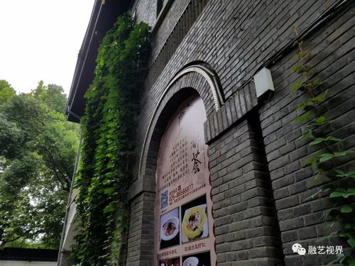 盛夏,那墻爬山虎 三